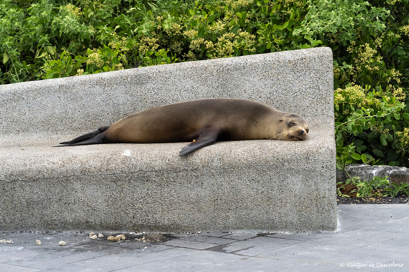 león marino durmiendo en un banco de las galapagos