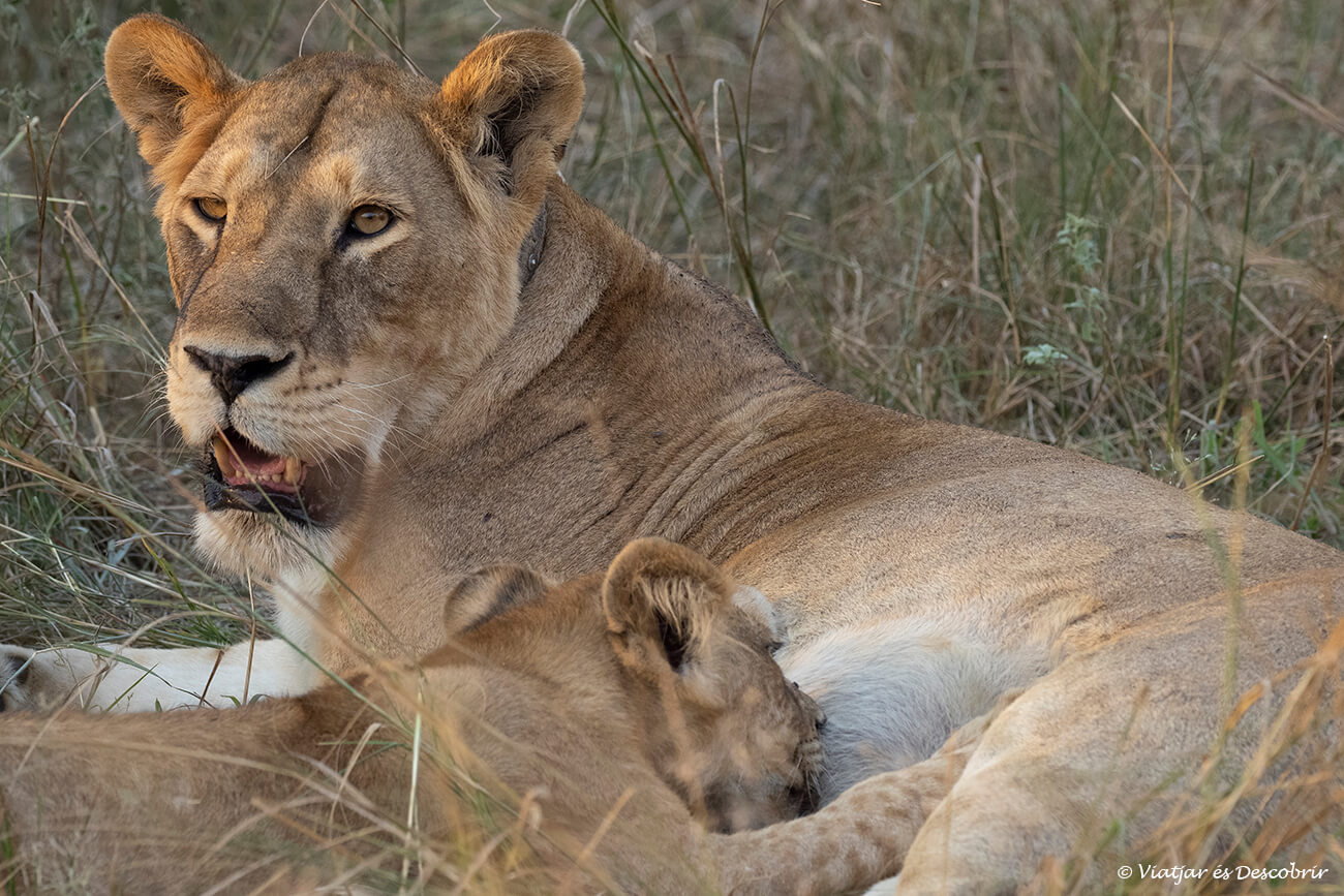 león y su cría al hacer un safari en Uganda por libre