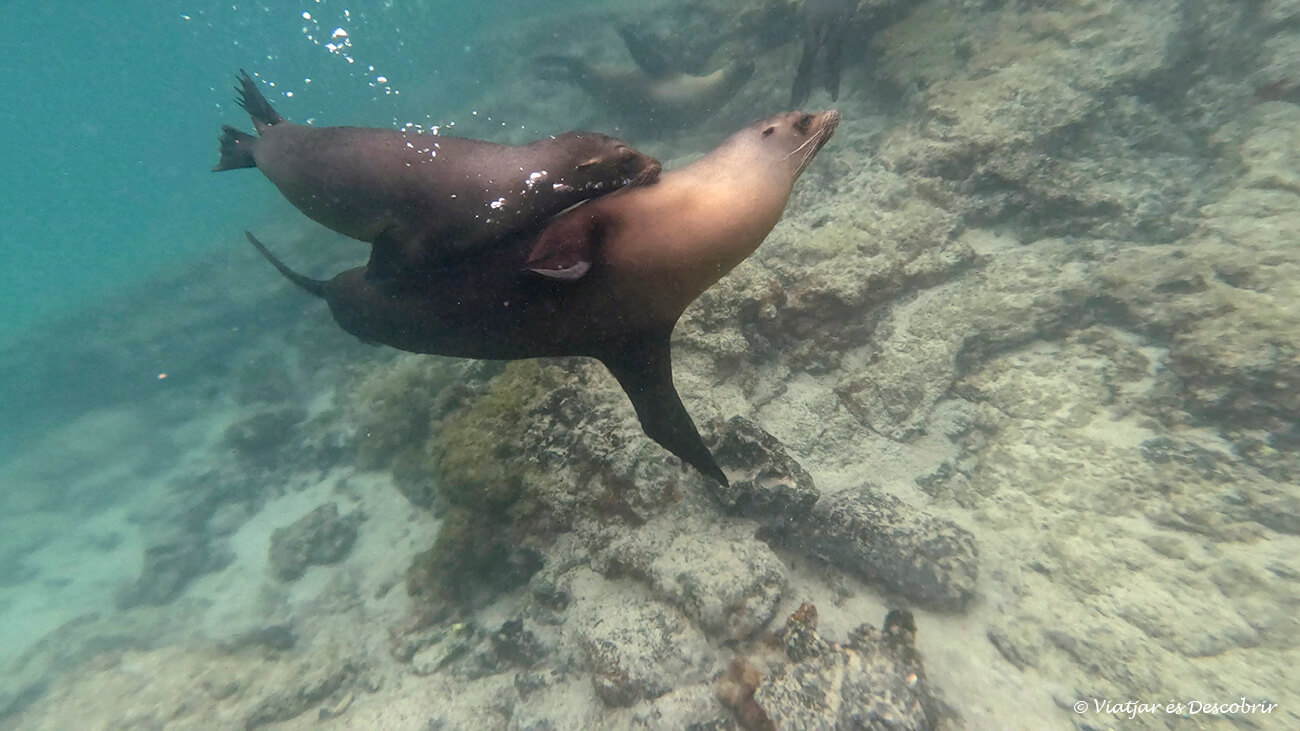 dos leones marinos sumergidos durante una actividad de snorkel a concha perla uno de los imprescindibles qué hacer en isla isabela