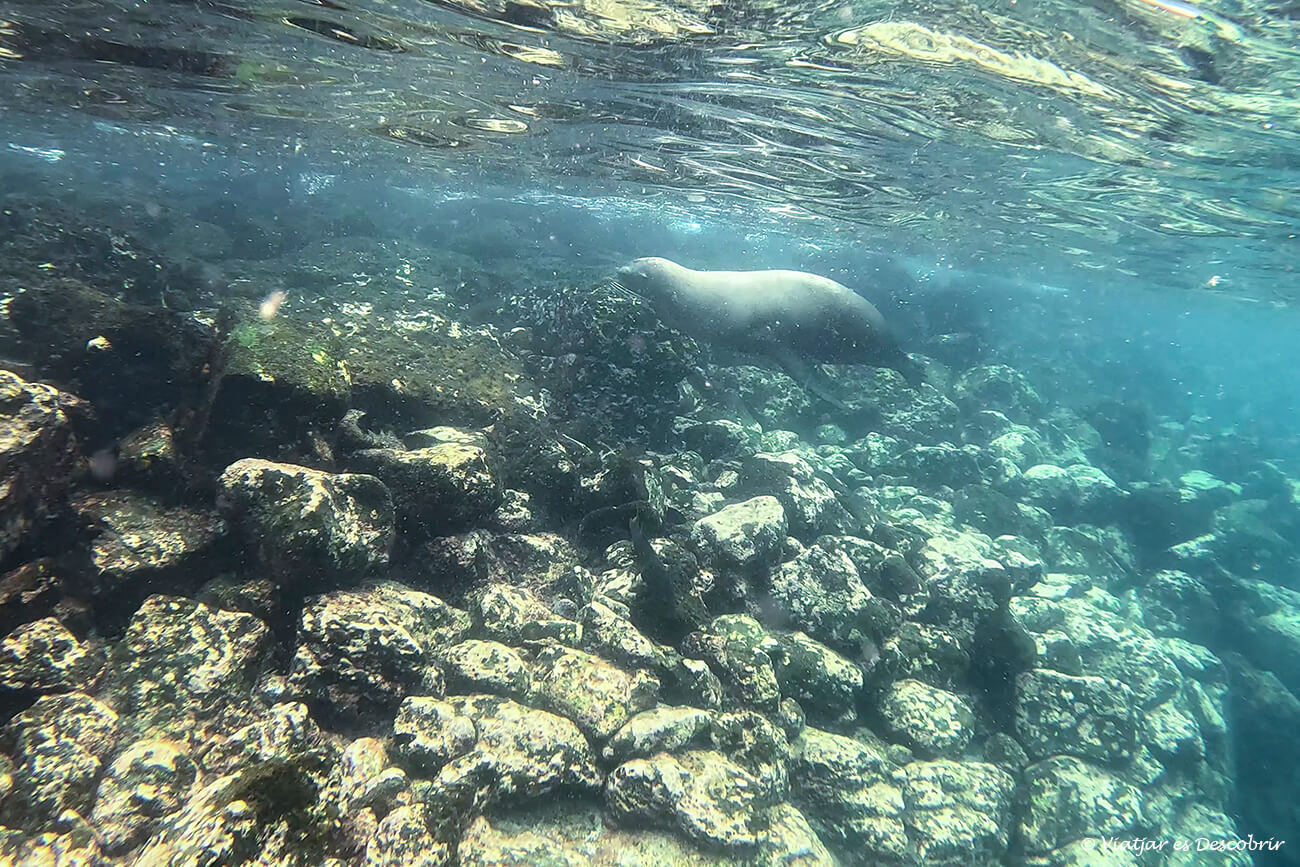leon marino durante un tour de snorkel que hacer en la isla santa cruz