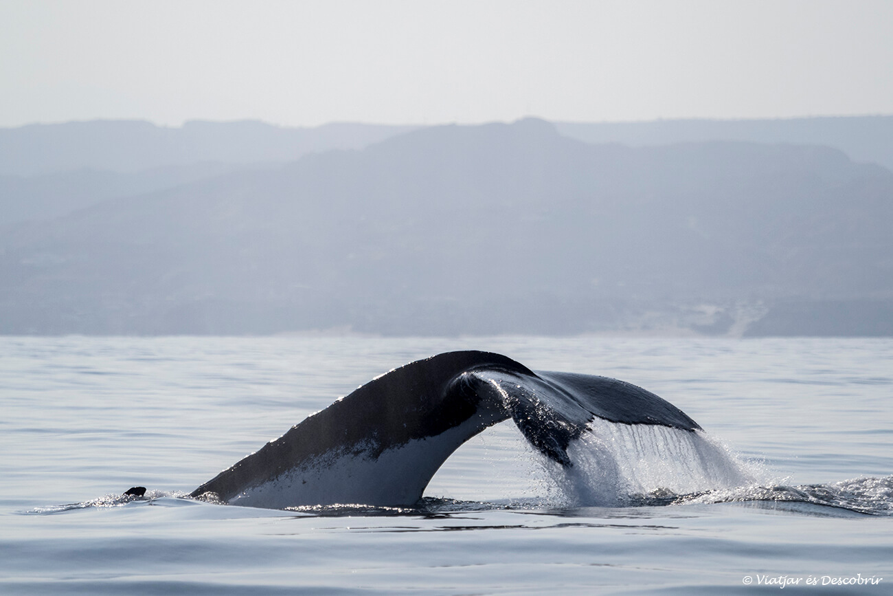 una cola de ballena durante una navegación con pacifico adventures