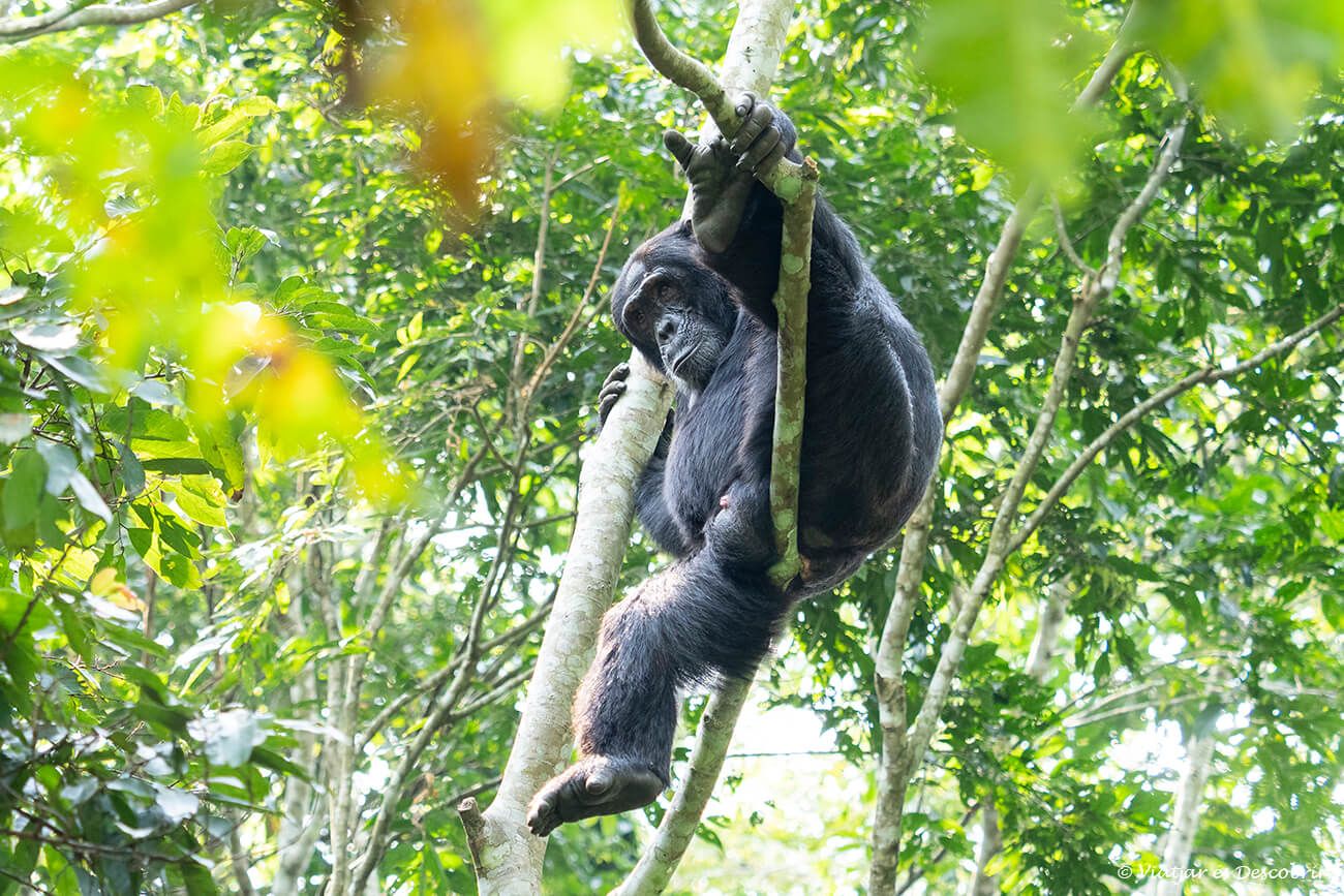 chimpancé en el bosque de Kibale en Uganda