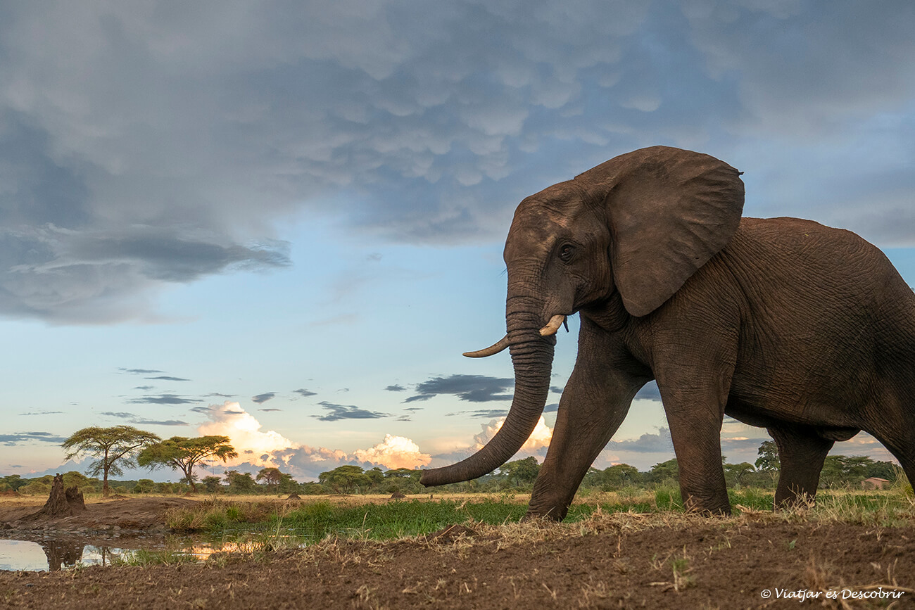 elefante en botsuana