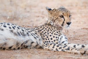 Lee más sobre el artículo ¿Cuál es la mejor agencia para viajar a África?