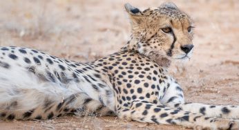 ¿Cuál es la mejor agencia para viajar a África?