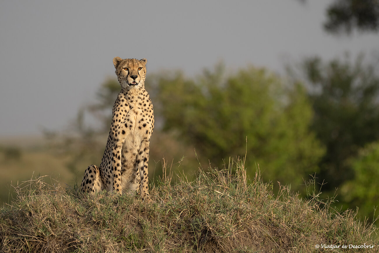 guepardo en el Masai Mara durante un safari