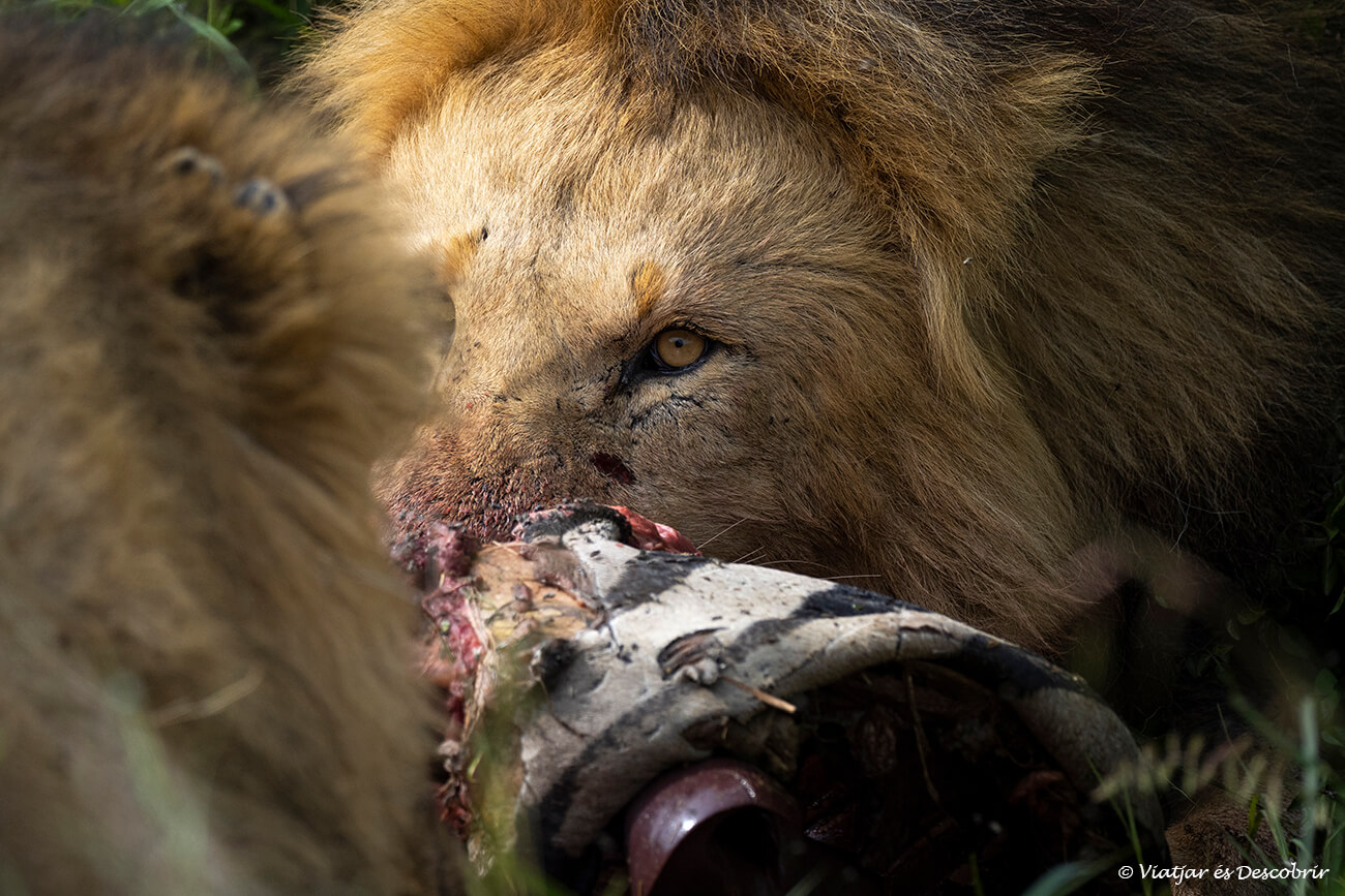 un león durante un safari en el Masai Mara mientras come una cebra y poder ver un momento así es el motivo por el que recomiendo ir con la mejor agencia de viajes a África