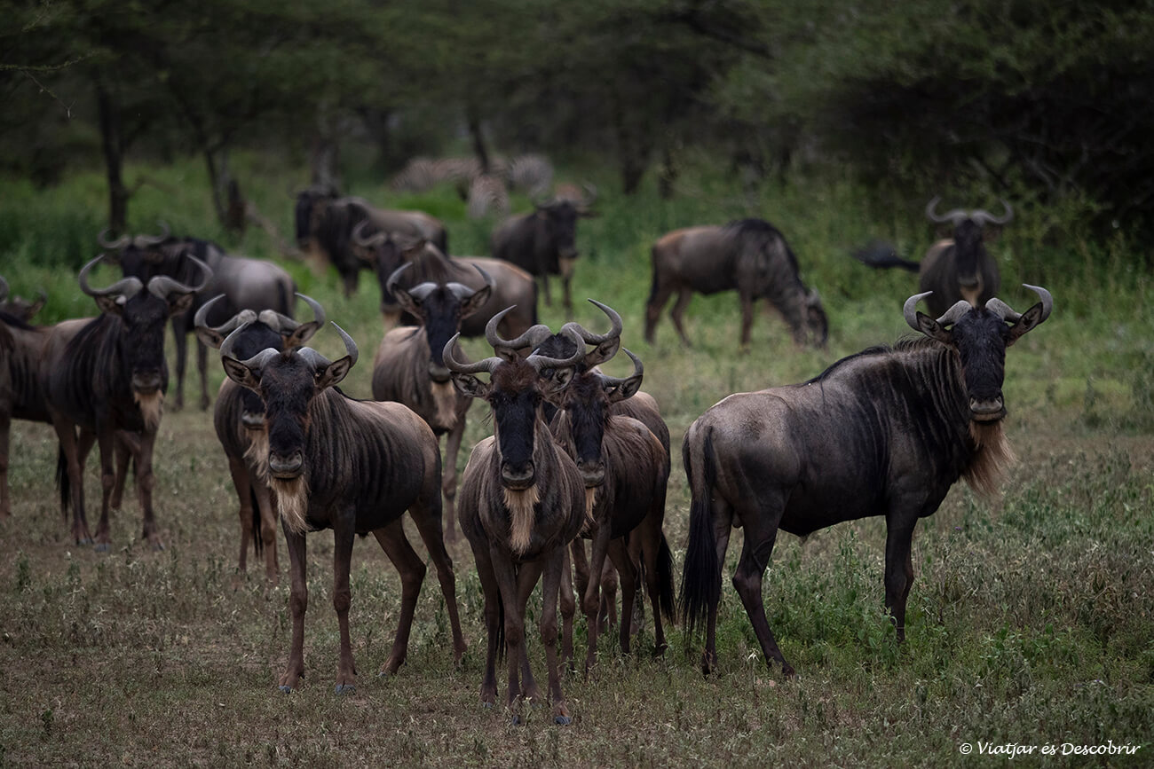 ñus durante la migración a Tanzania que es uno de los lugares más interesantes para realizar un viaje con agencia local a África