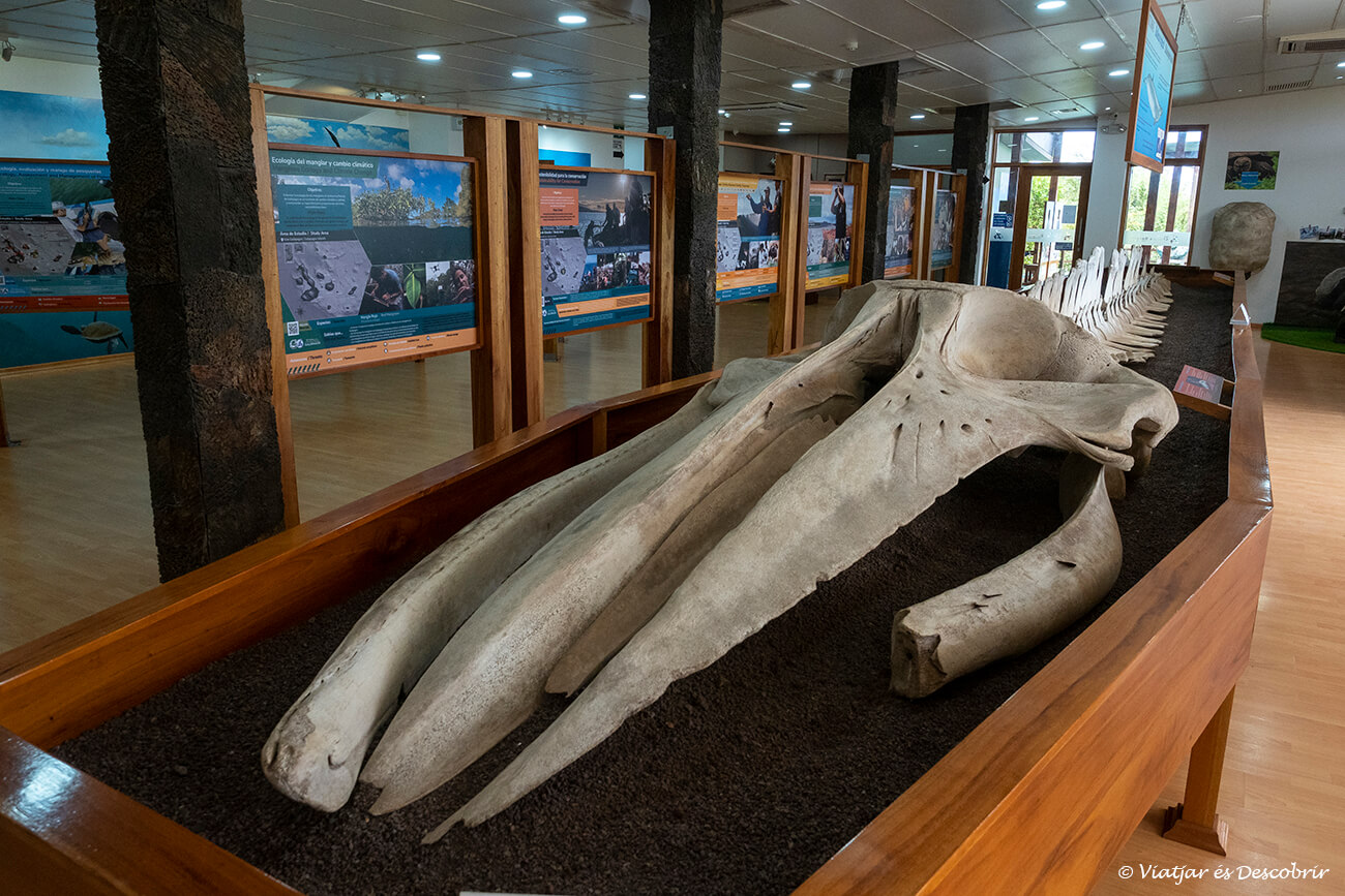 un hueso de ballena en la estación científica de charles darwin en la isla santa cruz