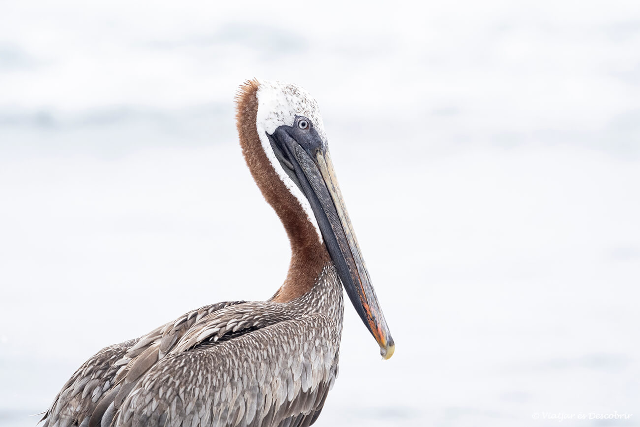 fotografiar los pájaros de las galápagos, como este pelícano, es otro imprescindible que hacer en la isla de santa cruz