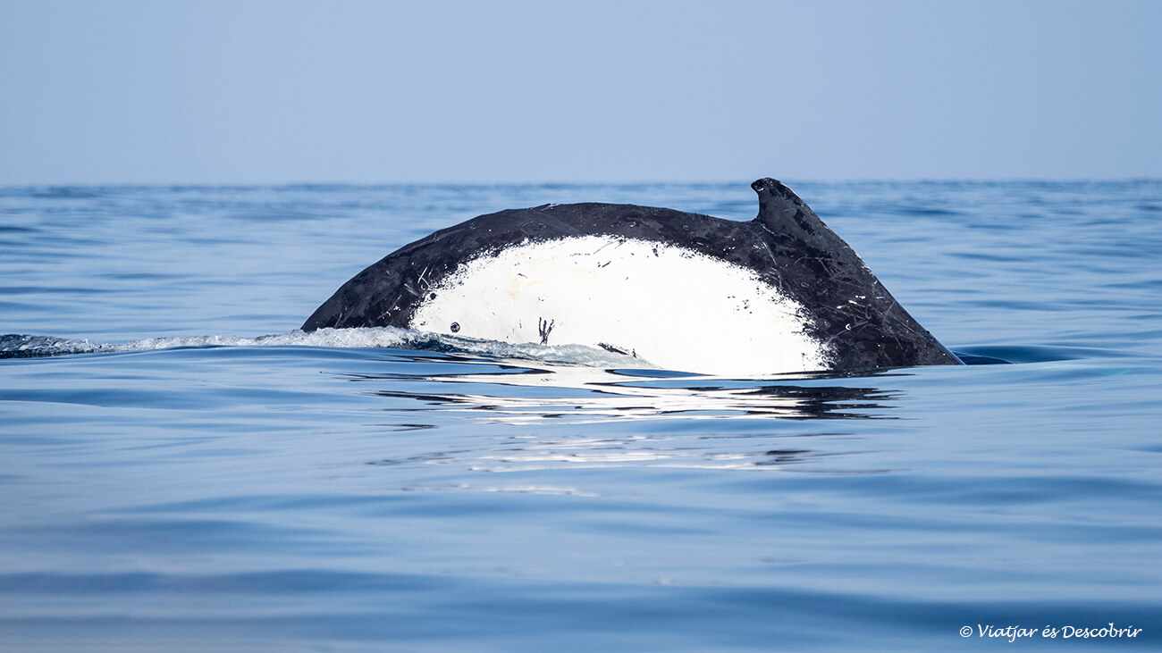 ver ballenas en el perú: ir al norte del perú de junio a octubre es el mejor momento
