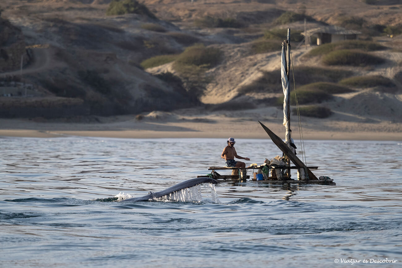cola de una ballena nadando frente a una barca tradicional de un pescador