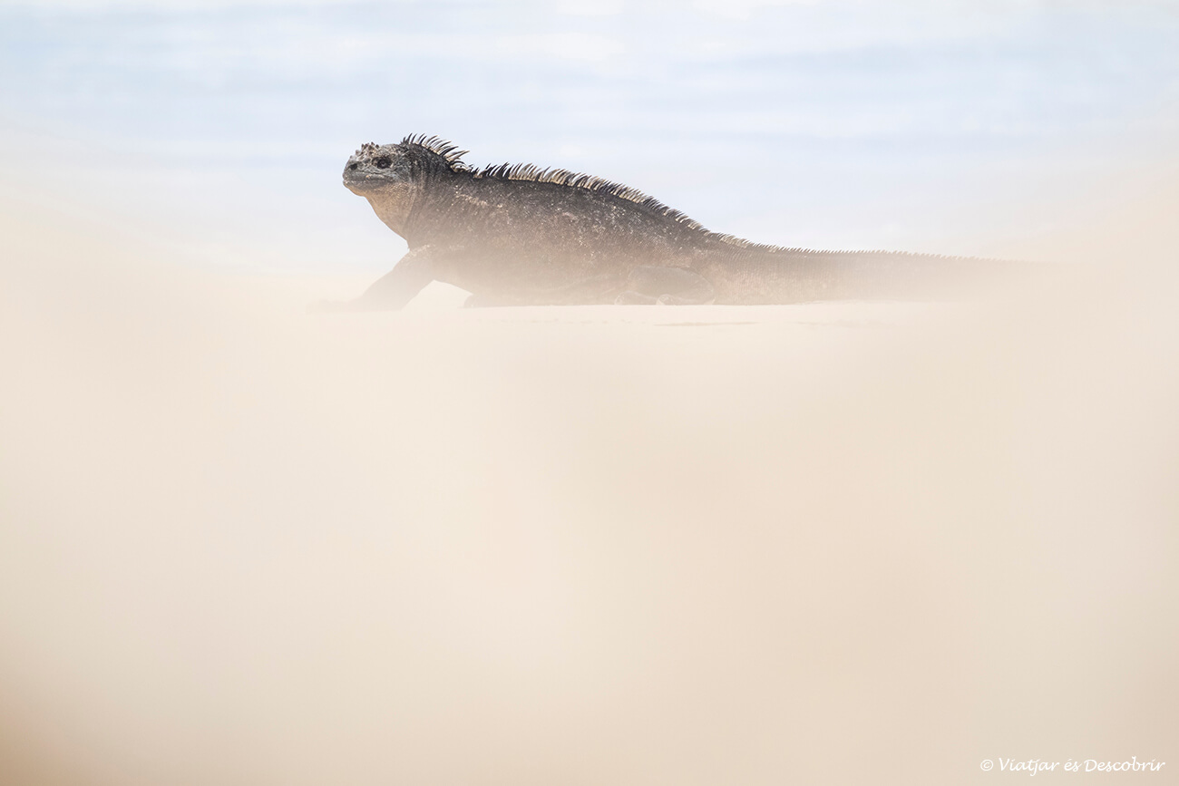 iguana marina caminando por la arena de la playa de puerto villamil uno de los puntos que hacer en isla isabela en las Galápagos