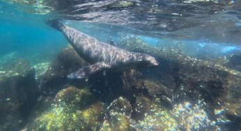 Qué hacer en la isla Santa Cruz (Galápagos): 15 actividades