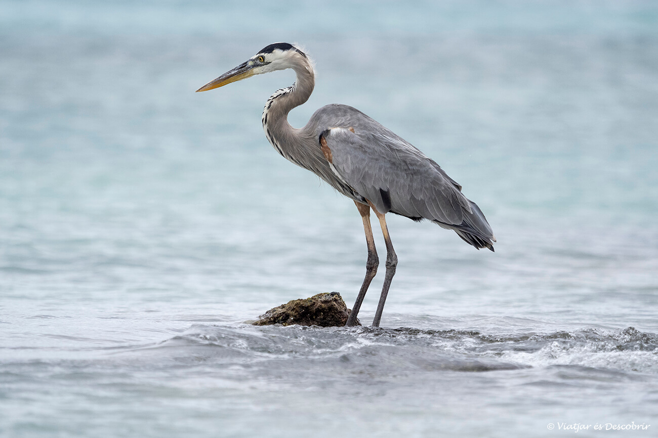 garza fotografiada durante el tour en la isla Darwin Norte, una de las actividades más interesantes que realizar en la isla de Santa Cruz para los amantes de los pájaros