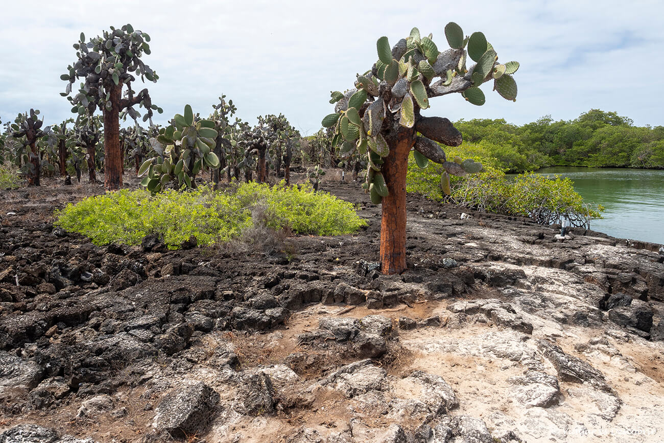 cactus gigantes caracaterísticos de las galapagos y un buen ejemplo de la evolución y selección natural