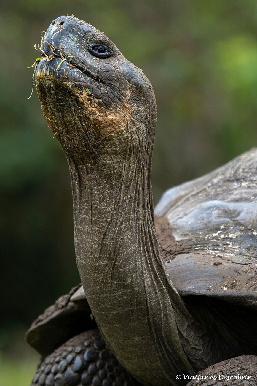 primer plano de una tortuga comiendo hierba