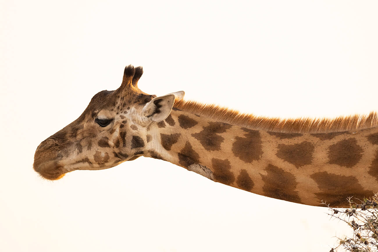 jirafa en el parque nacional murchison fallos en Uganda