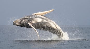 Ver ballenas en Perú: mejor zona y época
