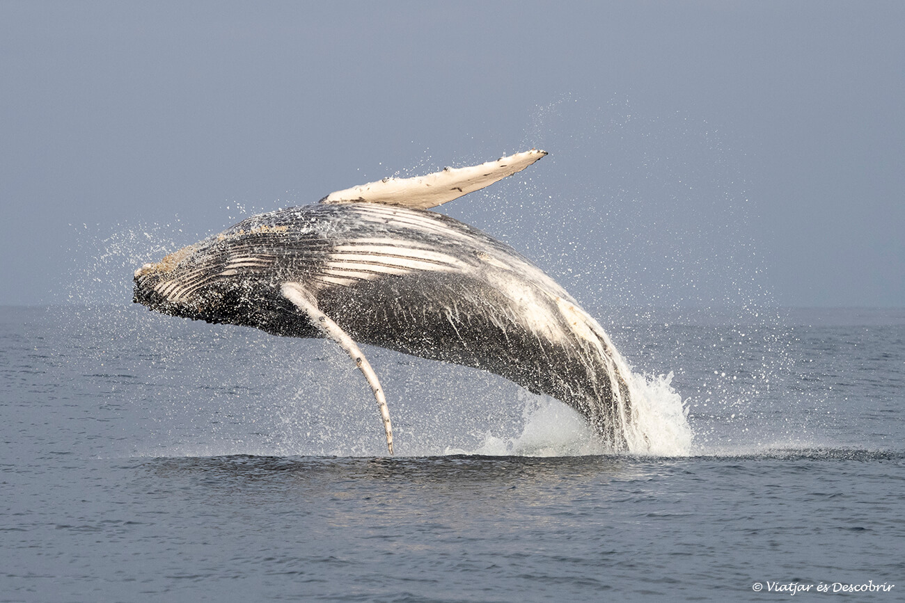 salto de una ballena jorobada al norte del perú