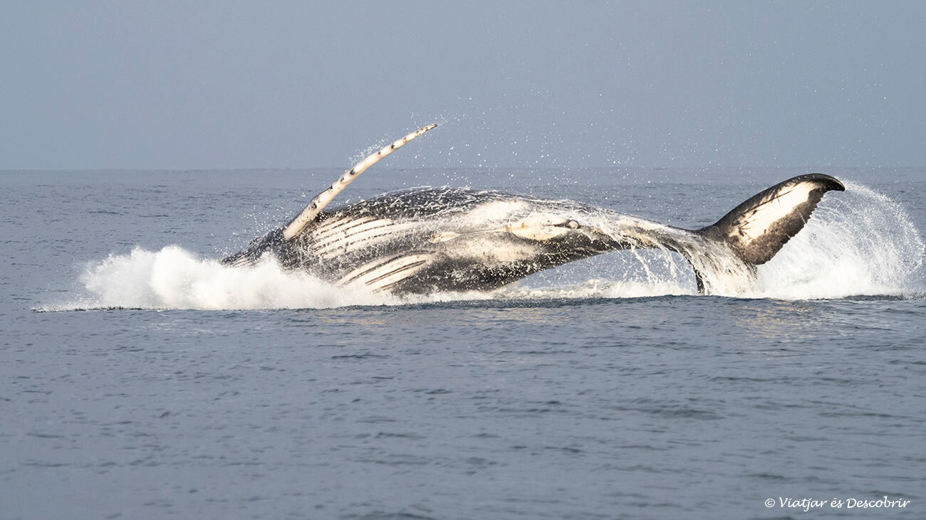 ver ballenas en el perú: poder fotografiar los saltos de las ballenas es espectacular