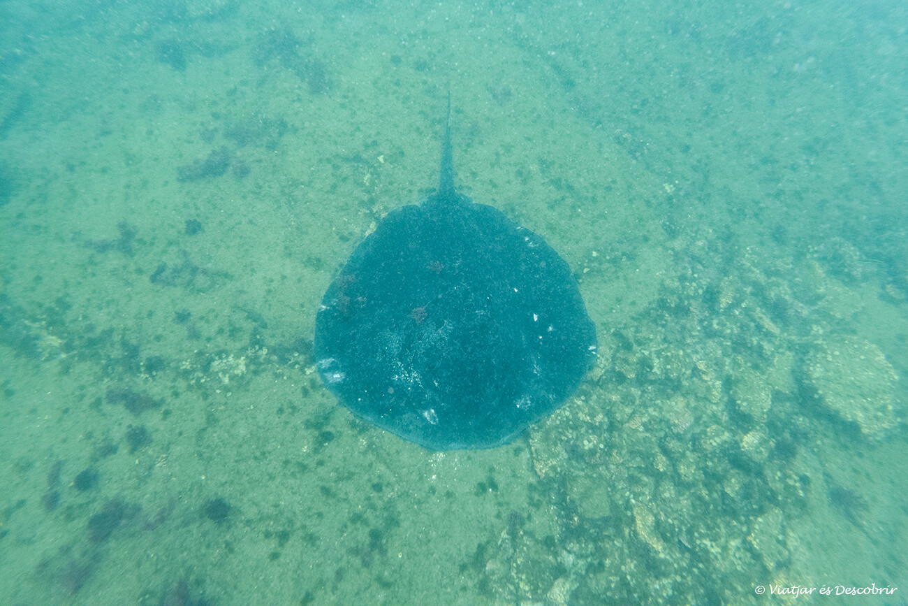 manada durante un tour de snorkel desde isla isabela