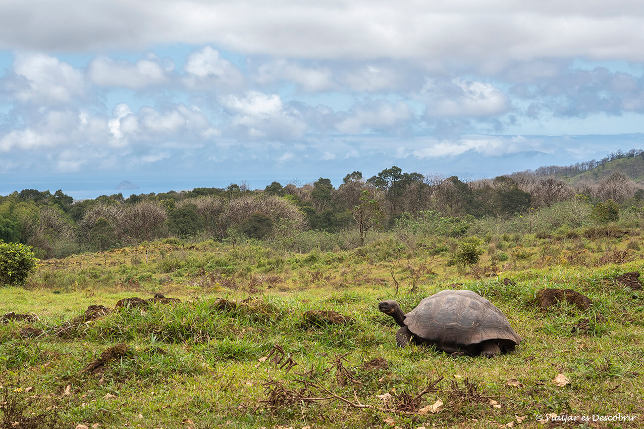 qué hacer la isla santa cruz: ir a las tierras altas para ver a las tortugas terrestres