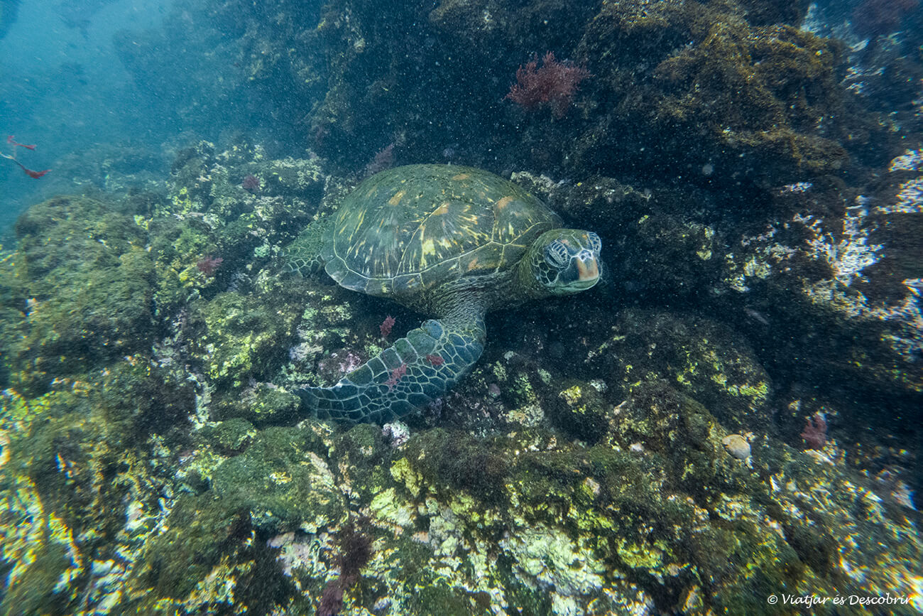 tortuga marina joven en los tunelas en las galapagos