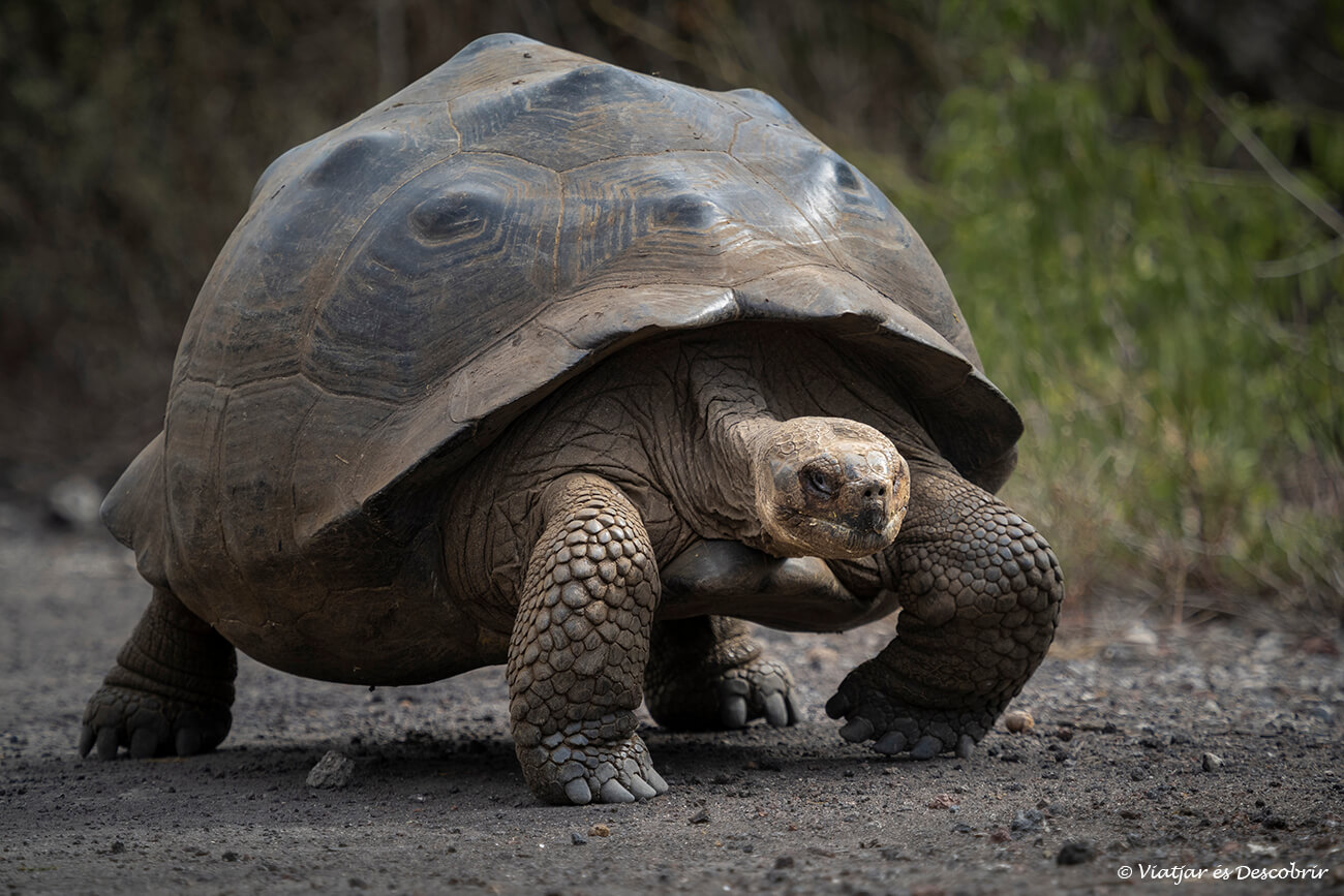 tortuga gigante caminando en el camino hasta el Muro de las Lágrimas en isla isabela
