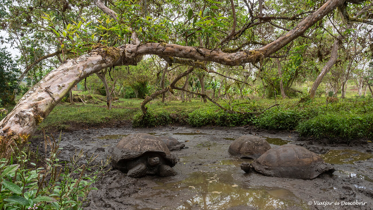 un grupo de tortugas descansando en el barro en el rancho primicias en las tierras altas de santa cruz