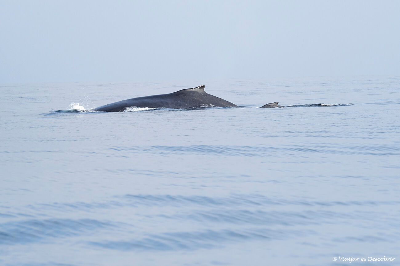 una ballena con su cría en las costas del norte de Perú