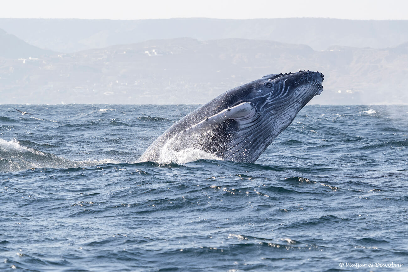 las ballenas jóvenes suelen ser las más curiosas y activas durante los avistamientos