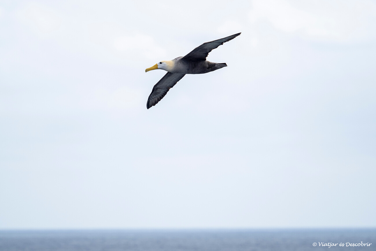 albatros de las Galápagos volando cerca de la isla Española, otro consejo antes de viajar a las islas galápagos es tener claros los tours y su coste para decidir bien cuáles son los mejores