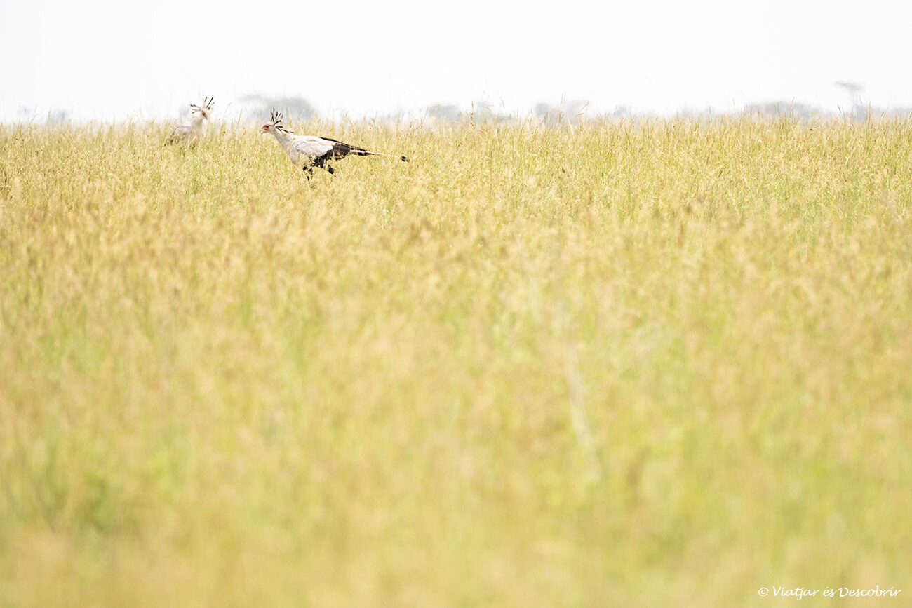 pareja de pájaros secretarios en el serengeti