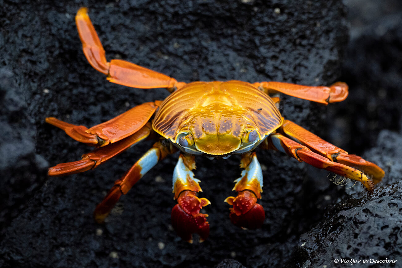 cangrejo de las Galápagos con sus colores vivos contrastando con las rocas volcánicas del archipiélago de las Galápagos