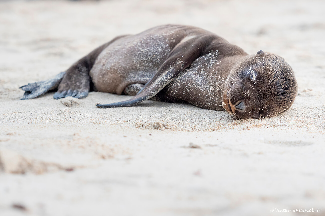 cría de lobo marino durmiendo tranquilamente en una playa de la isla san Cristóbal