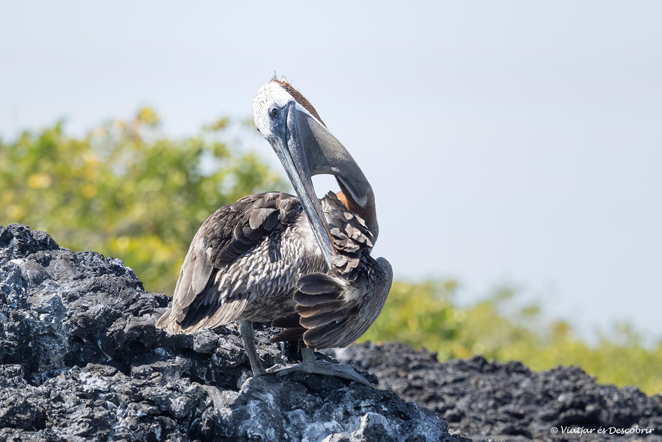 antes de viajar a las islas galápagos es importante tener un equipaje completo y ligero, para poder aprovechar todos los momentos y poder ver una gran variedad de fauna como este pelícano