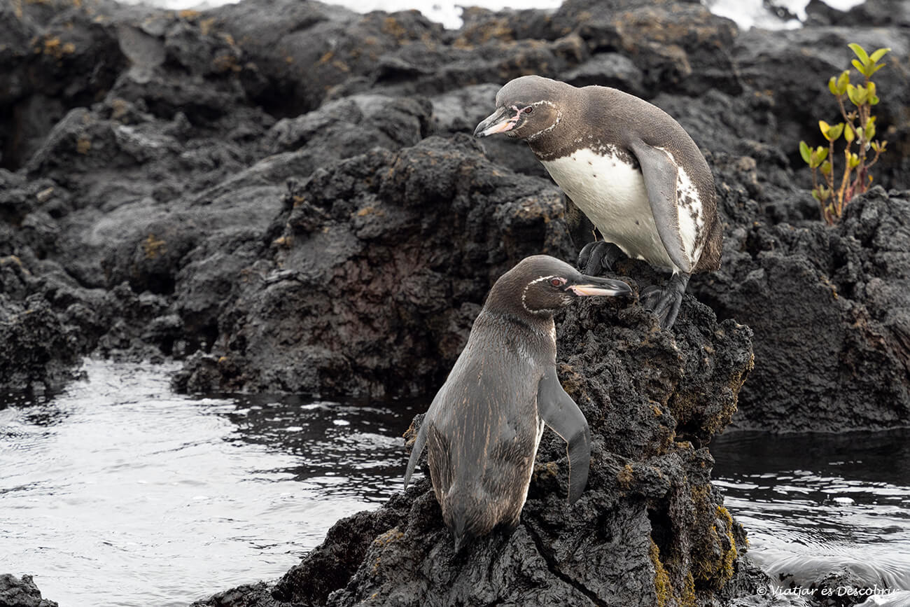 dos pingüinos de las Galápagos en la isla Isabela