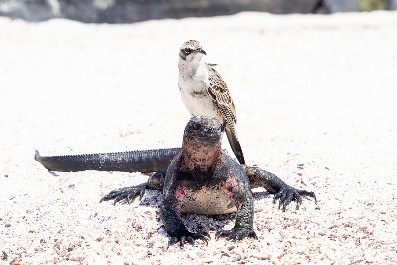 una iguana marina y uno de los pájaros más característicos de las Galápagos