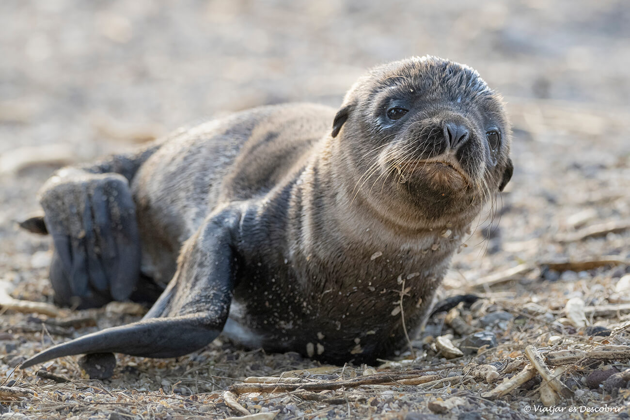 pequeño león marino en una playa
