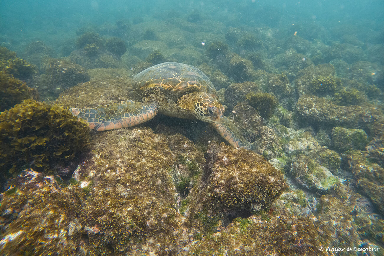 tortuga marina mientras come algas en las islas galápagos durante un tour de un día