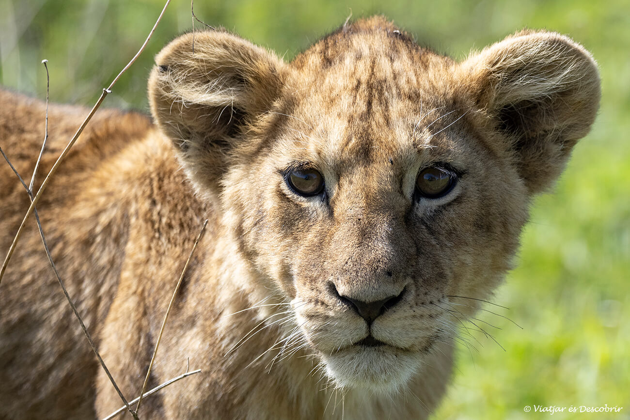 cría de león fotografiada durante un safari de mañana en el cráter del ngorongoro