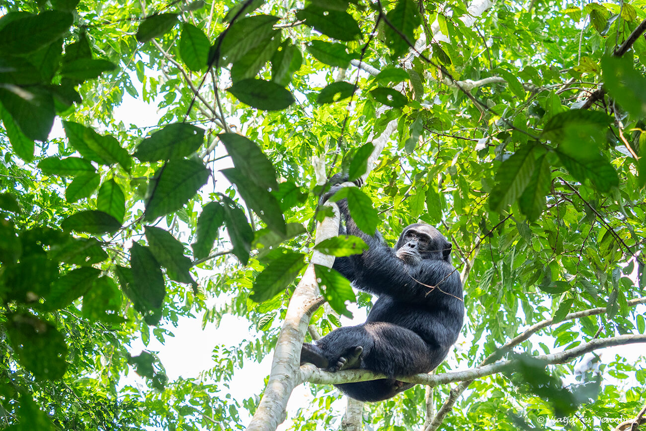 un chimpancé en la parte alta de un árbol durante un viaje a Uganda