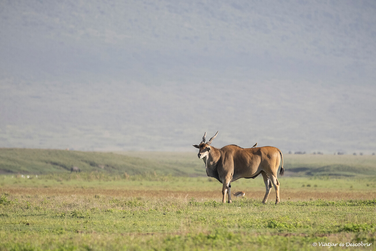 un eland caminando por el interior del cráter del ngorongoro