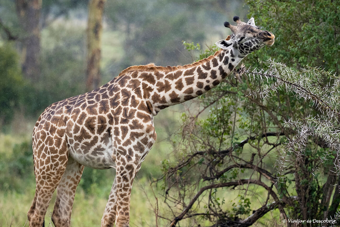 una jirafa bajo la lluvia cerca de un campamento en el área central del serengeti