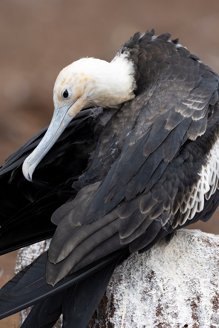 fragata joven en la isla seymour norte fotografiar con zoom para respetar a la fauna al viajar a las Galápagos