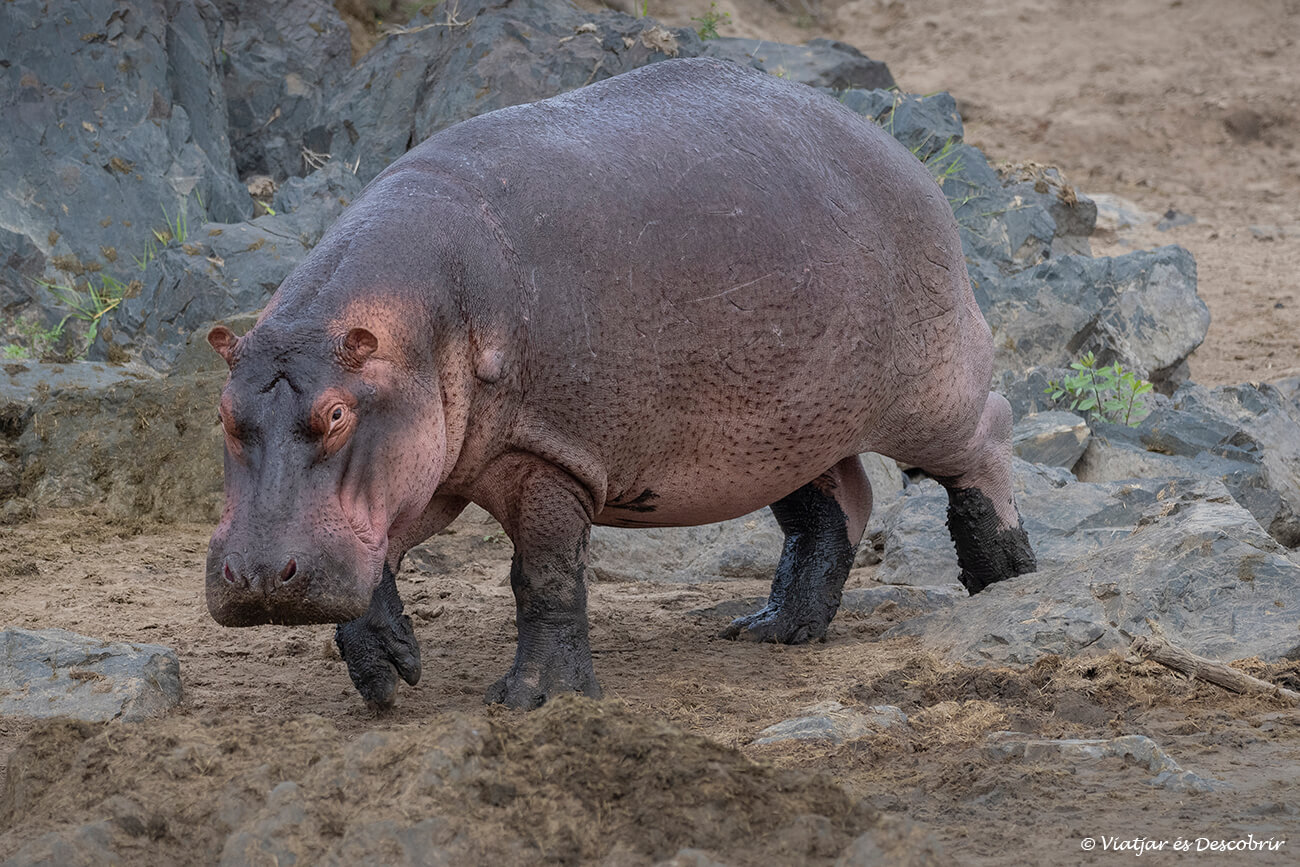 un hipopótamo caminando por fuera una balsa del serengeti