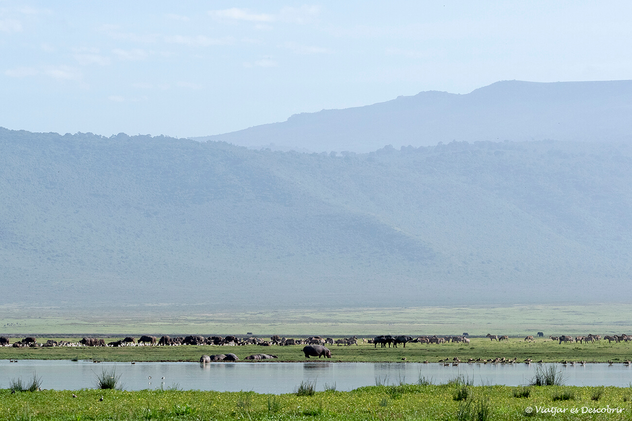 una pequeña laguna y toda la fauna de herbívoros tan abundante en el cráter del ngorongoro en tanzania