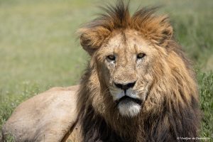 Lee más sobre el artículo Safari de 5 días en Tanzania: itinerario y consejos