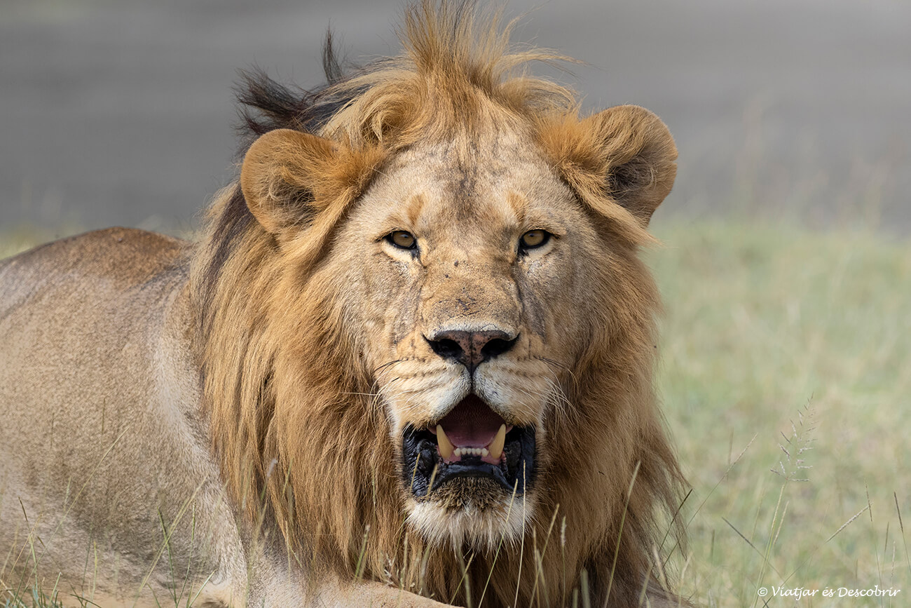 primer plano de un león macho en ndutu
